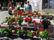 pelargontävling 2019