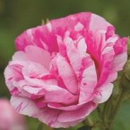 rosa mundi